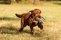 NEUSE RETRIEVER CLUB FALL HUNT TEST 2020