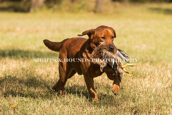 NEUSE RETRIEVER CLUB FALL HUNT TEST 2020