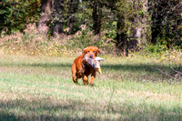 NEUSE RETRIEVER CLUB FALL HUNT TEST 2020