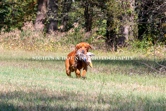 NEUSE RETRIEVER CLUB FALL HUNT TEST 2020