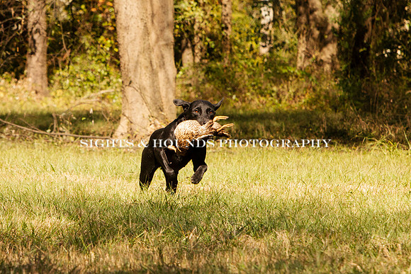 NEUSE RETRIEVER CLUB FALL HUNT TEST 2020