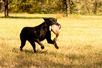 NEUSE RETRIEVER CLUB FALL HUNT TEST 2020