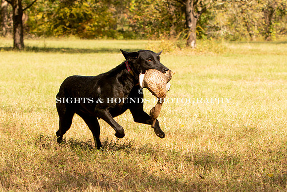 NEUSE RETRIEVER CLUB FALL HUNT TEST 2020