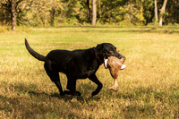 NEUSE RETRIEVER CLUB FALL HUNT TEST 2020