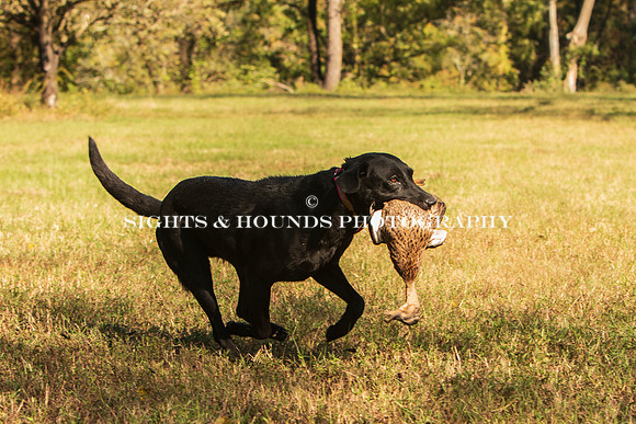 NEUSE RETRIEVER CLUB FALL HUNT TEST 2020