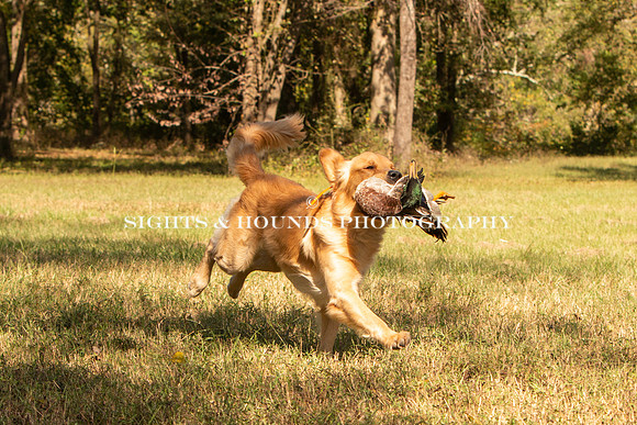 NEUSE RETRIEVER CLUB FALL HUNT TEST 2020