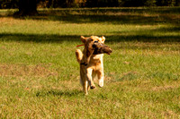 NEUSE RETRIEVER CLUB FALL HUNT TEST 2020
