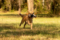 NEUSE RETRIEVER CLUB FALL HUNT TEST 2020