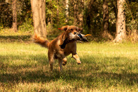NEUSE RETRIEVER CLUB FALL HUNT TEST 2020