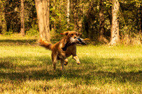 NEUSE RETRIEVER CLUB FALL HUNT TEST 2020