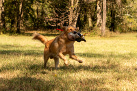 NEUSE RETRIEVER CLUB FALL HUNT TEST 2020