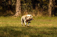 NEUSE RETRIEVER CLUB FALL HUNT TEST 2020