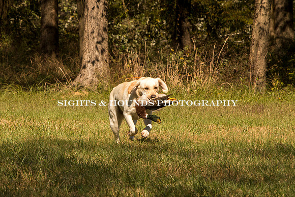 NEUSE RETRIEVER CLUB FALL HUNT TEST 2020