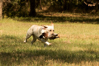 NEUSE RETRIEVER CLUB FALL HUNT TEST 2020