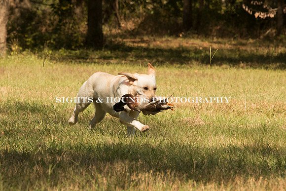 NEUSE RETRIEVER CLUB FALL HUNT TEST 2020