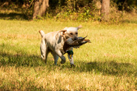 NEUSE RETRIEVER CLUB FALL HUNT TEST 2020