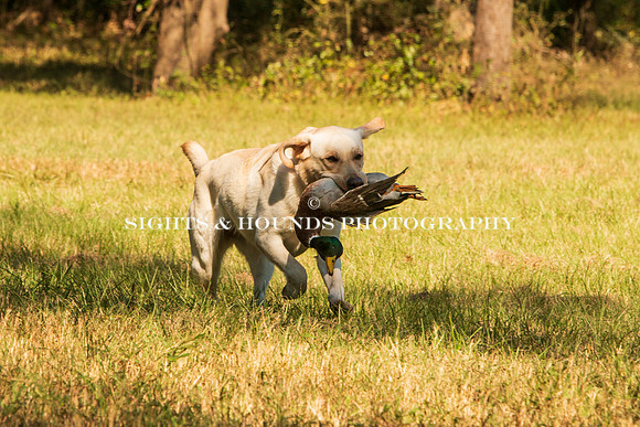 NEUSE RETRIEVER CLUB FALL HUNT TEST 2020