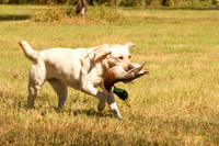NEUSE RETRIEVER CLUB FALL HUNT TEST 2020