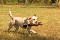 NEUSE RETRIEVER CLUB FALL HUNT TEST 2020