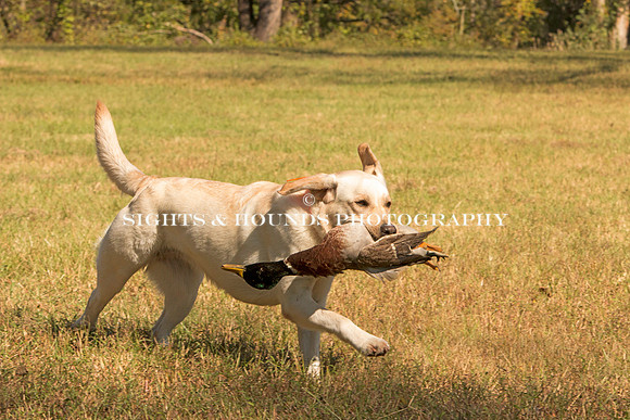NEUSE RETRIEVER CLUB FALL HUNT TEST 2020
