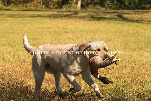 NEUSE RETRIEVER CLUB FALL HUNT TEST 2020