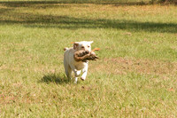 NEUSE RETRIEVER CLUB FALL HUNT TEST 2020