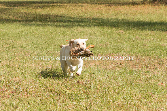 NEUSE RETRIEVER CLUB FALL HUNT TEST 2020