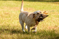 NEUSE RETRIEVER CLUB FALL HUNT TEST 2020