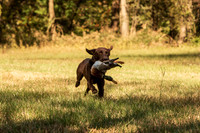 NEUSE RETRIEVER CLUB FALL HUNT TEST 2020