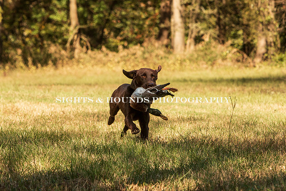 NEUSE RETRIEVER CLUB FALL HUNT TEST 2020