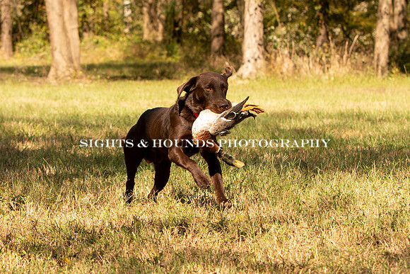 NEUSE RETRIEVER CLUB FALL HUNT TEST 2020