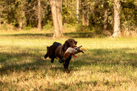 NEUSE RETRIEVER CLUB FALL HUNT TEST 2020