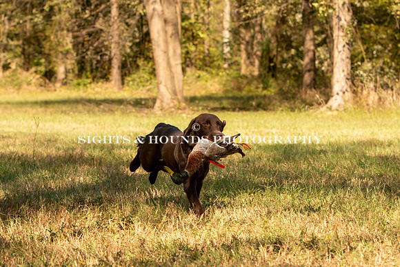 NEUSE RETRIEVER CLUB FALL HUNT TEST 2020