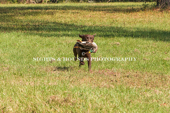 NEUSE RETRIEVER CLUB FALL HUNT TEST 2020
