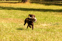 NEUSE RETRIEVER CLUB FALL HUNT TEST 2020
