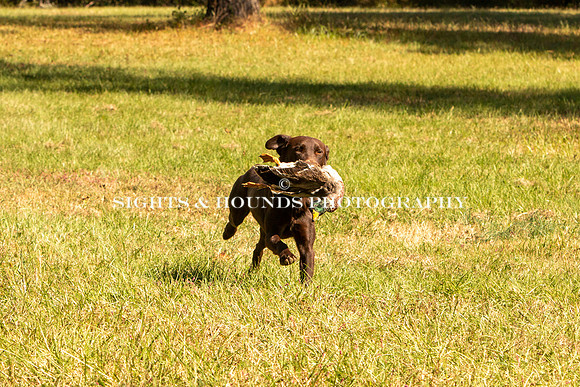 NEUSE RETRIEVER CLUB FALL HUNT TEST 2020