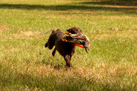 NEUSE RETRIEVER CLUB FALL HUNT TEST 2020