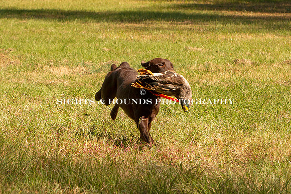 NEUSE RETRIEVER CLUB FALL HUNT TEST 2020