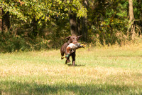 NEUSE RETRIEVER CLUB FALL HUNT TEST 2020