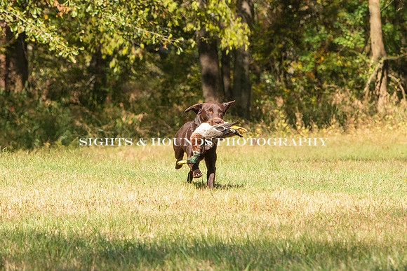 NEUSE RETRIEVER CLUB FALL HUNT TEST 2020