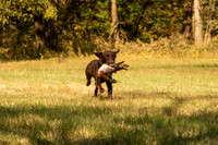 NEUSE RETRIEVER CLUB FALL HUNT TEST 2020