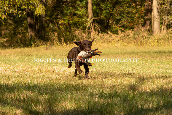 NEUSE RETRIEVER CLUB FALL HUNT TEST 2020