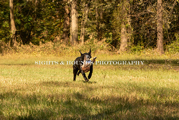 NEUSE RETRIEVER CLUB FALL HUNT TEST 2020