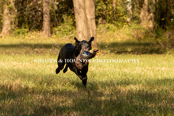 NEUSE RETRIEVER CLUB FALL HUNT TEST 2020