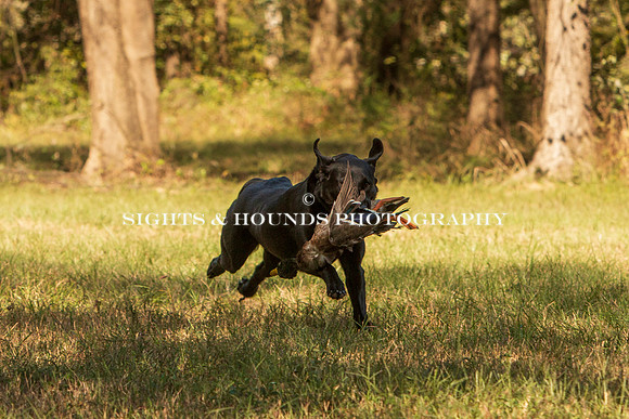 NEUSE RETRIEVER CLUB FALL HUNT TEST 2020