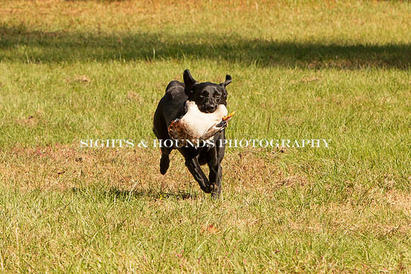 NEUSE RETRIEVER CLUB FALL HUNT TEST 2020