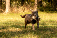 NEUSE RETRIEVER CLUB FALL HUNT TEST 2020