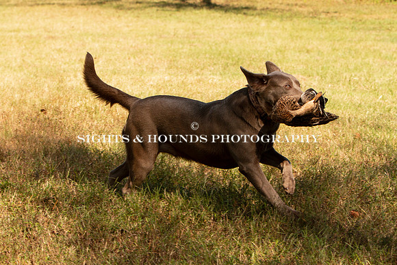 NEUSE RETRIEVER CLUB FALL HUNT TEST 2020