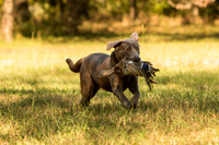 NEUSE RETRIEVER CLUB FALL HUNT TEST 2020