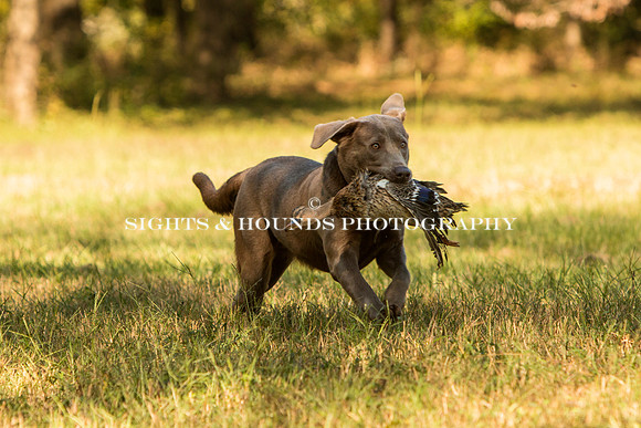 NEUSE RETRIEVER CLUB FALL HUNT TEST 2020